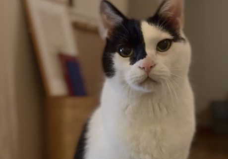 今日も、おかわり交渉。保護猫 えいた