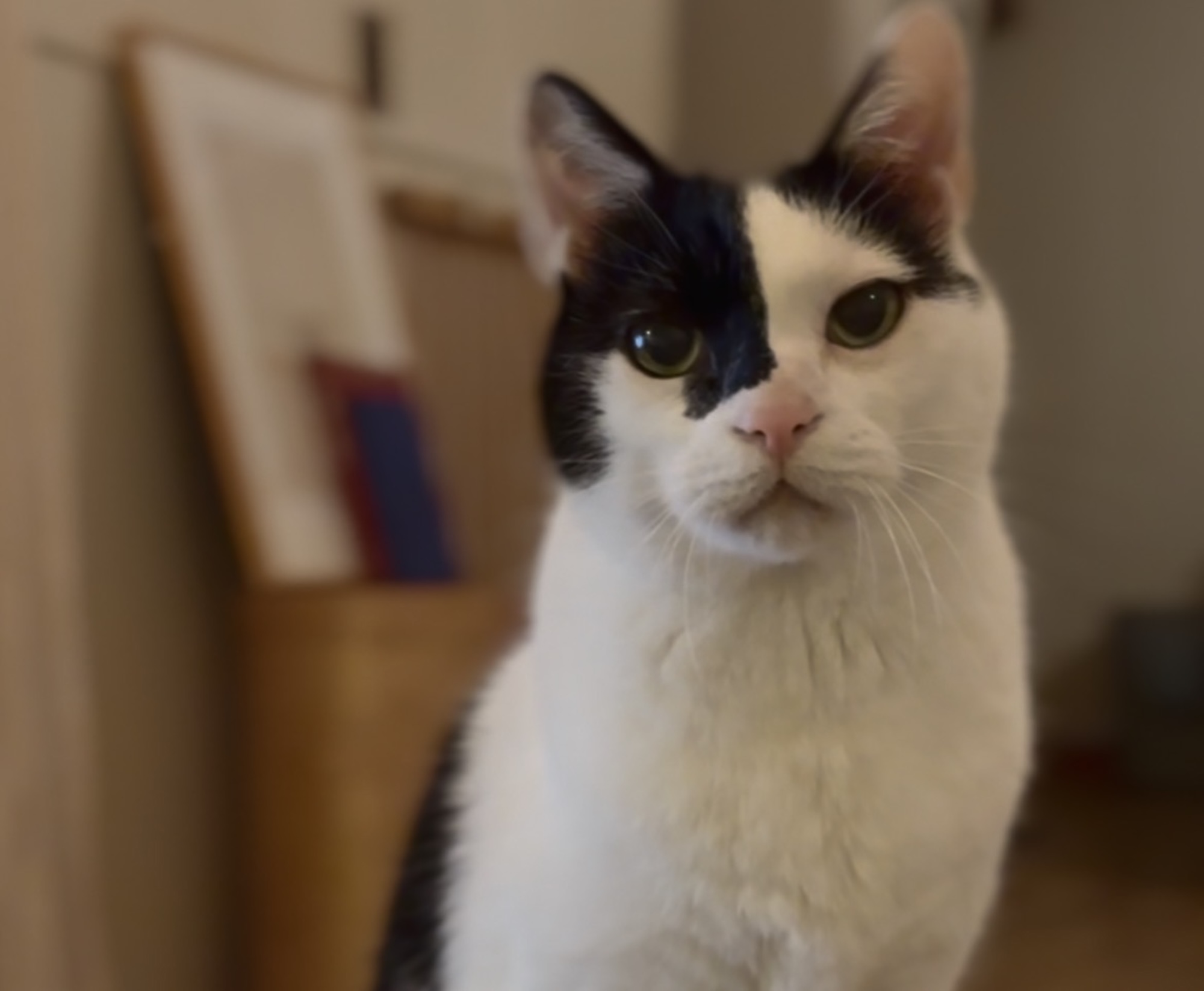 今日も、おかわり交渉。【〈LOISIR〉デザイナー・前田敬子による、保護猫・えいたと暮らす日常。 vol.104】
