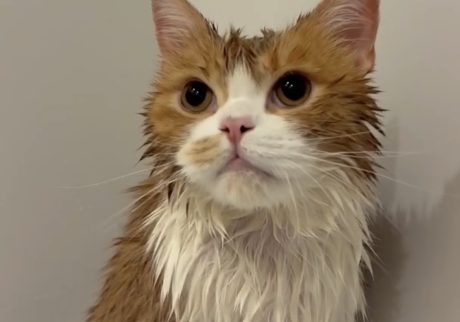 シャンプー終わりのルーティン。ハチワレ とろろ