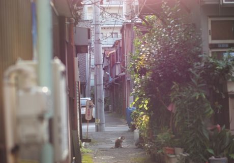 東京から離れ、新たな拠点を探す。前編 写真と文：溝口実穂（〈菓子屋ここのつ茶寮〉主宰）#2下町茶寮界隈の景色、夕日と猫。 | 『下町茶寮』界隈の景色、夕日と猫。