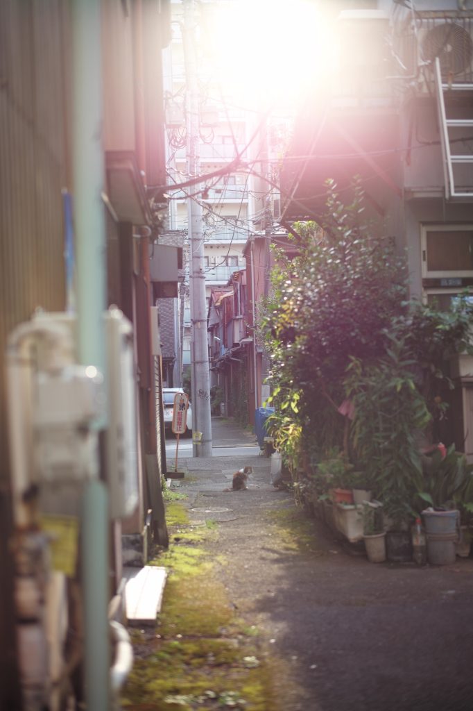 東京から離れ、新たな拠点を探す。前編 写真と文:溝口実穂(〈菓子屋ここのつ茶寮〉主宰)#2下町茶寮界隈の景色、夕日と猫。 | 『下町茶寮』界隈の景色、夕日と猫。 東京から離れ、新たな拠点を探す。前編 写真と文:溝口実穂(〈菓子屋ここのつ茶寮〉主宰)#2下町茶寮界隈の景色、夕日と猫。 | 『下町茶寮』界隈の景色、夕日と猫。