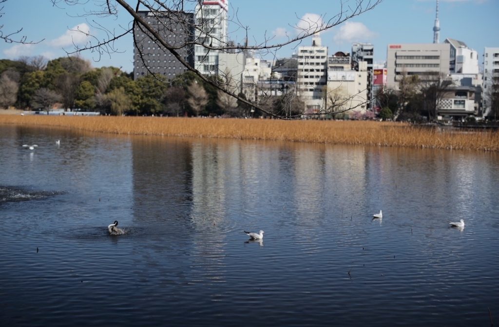 気分転換したいときに、よく散歩した上野不忍池。東京から離れ、新たな拠点を探す。前編 写真と文:溝口実穂(〈菓子屋ここのつ茶寮〉主宰)#2 | 気分転換したいときによく散歩した上野不忍池。 気分転換したいときに、よく散歩した上野不忍池。東京から離れ、新たな拠点を探す。前編 写真と文:溝口実穂(〈菓子屋ここのつ茶寮〉主宰)#2 | 気分転換したいときによく散歩した上野不忍池。