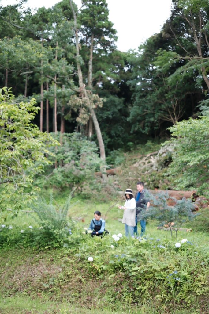 古民家再生と、里山生活。 写真と文：溝口実穂（〈菓子屋ここのつ茶寮〉主宰）#4母の庭から御福分けしてもらったミモザと紫陽花。