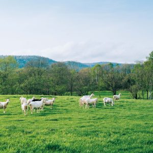 北海道 美深町の松山農場の羊たち | 目の前で羊の姿を眺められる『ファームイントント』。
農家民宿『ファームイントント』（美深町仁宇布660）を経営する松山農場の羊たち。毛刈りが終わり、この年、初めて小屋から出たため、まだ少しとまどっている様子がかわいらしい。シープミルクは手搾りによって搾乳され、宿泊者も乳搾り体験ができる。トントとはフィンランド語で妖精という意味。妖精が潜んでいるかのような自然のなかで、羊とたわむれたい。宿泊者に提供される夕食メニュー、ジンギスカンも新鮮で美味。