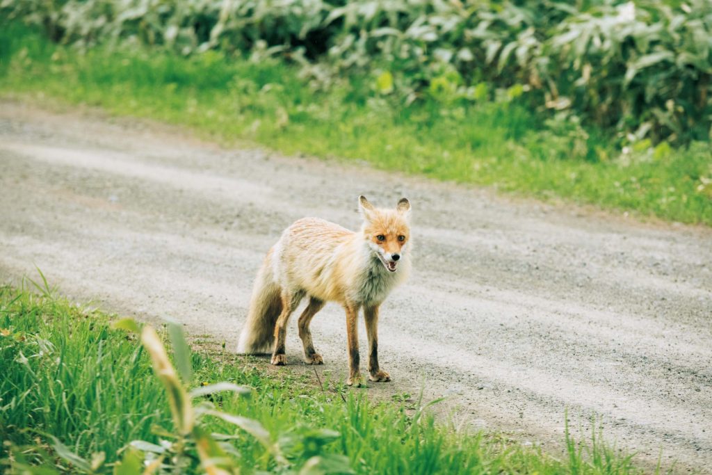 野生のキタキツネ | クマやシカなど動物もたくさん。ひょっこり野生のキタキツネに遭遇することも。