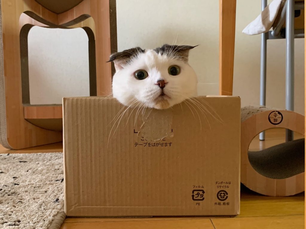 オレのお気に入りのハコ！スコティッシュフォールド いなほ | これは深さがあるタイプ。これはこれで落ち着く〜。