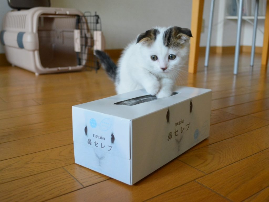 赤ちゃんのオレ、こんな小さかったんやで〜。スコティッシュフォールド いなほ | 赤ちゃんのオレシリーズ。先週のハコの続き。ティッシュの箱ぐらいに小さかったんやでー。 赤ちゃんのオレ、こんな小さかったんやで〜。スコティッシュフォールド いなほ