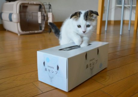 赤ちゃんのオレ、こんな小さかったんやで〜。スコティッシュフォールド いなほ | 赤ちゃんのオレシリーズ。先週のハコの続き。ティッシュの箱ぐらいに小さかったんやでー。