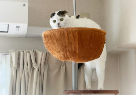 ぽよぽよお腹もチャームポイント!スコティッシュフォールド いなほ | あれー? お腹つっかえてしまう〜。 ぽよぽよお腹もチャームポイント!スコティッシュフォールド いなほ | あれー? お腹つっかえてしまう〜。