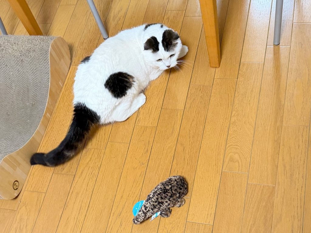 似てる？ 似てない？スコティッシュフォールド いなほ | なんかいる！！ オレとフォルムが似てる！？