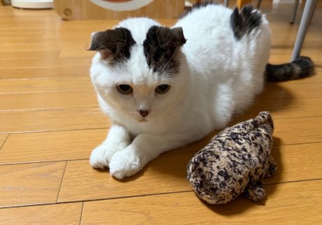 似てる？ 似てない？スコティッシュフォールド いなほ | 岡山県に「はんざき大明神」っていうオオサンショウウオをお祀りしている神社があるねんてー！ 行ってみたいなー！ (飼い主が)