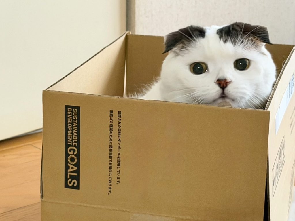 オレのお気に入りのハコ！スコティッシュフォールド いなほ | ハコでかくれんぼもオレの好きな遊び。 よしよし、飼い主気づいてない！