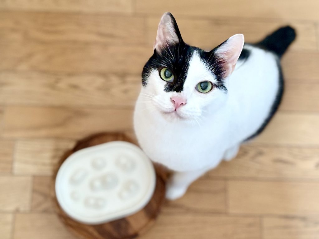 早食い対策の効果はいかに!保護猫 えいた 早食い対策の効果はいかに!保護猫 えいた