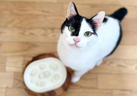 早食い対策の効果はいかに！保護猫 えいた