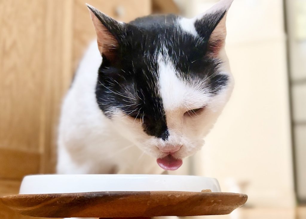 早食い対策の効果はいかに!保護猫 えいた 早食い対策の効果はいかに!保護猫 えいた