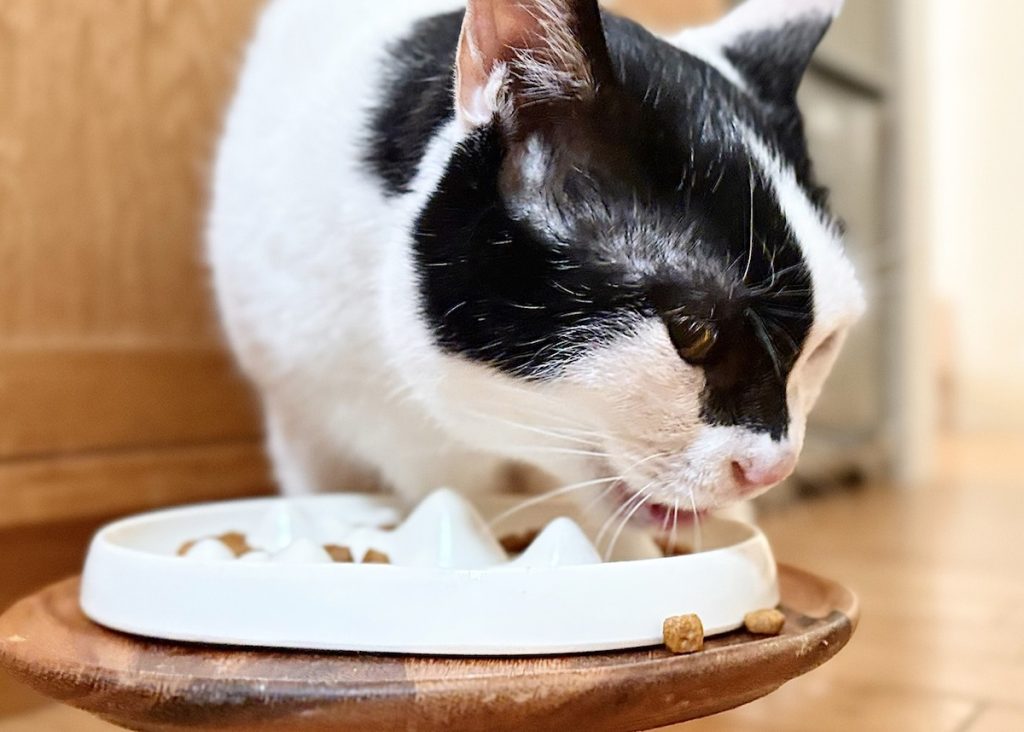 早食い対策の効果はいかに!保護猫 えいた 早食い対策の効果はいかに!保護猫 えいた