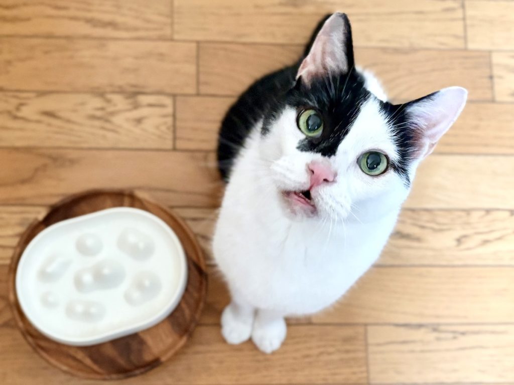 早食い対策の効果はいかに!保護猫 えいた 早食い対策の効果はいかに!保護猫 えいた