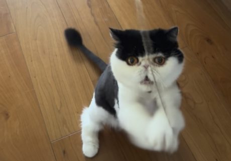 ちろりは紐遊びに夢中。おちょこ エキゾチックショートヘア