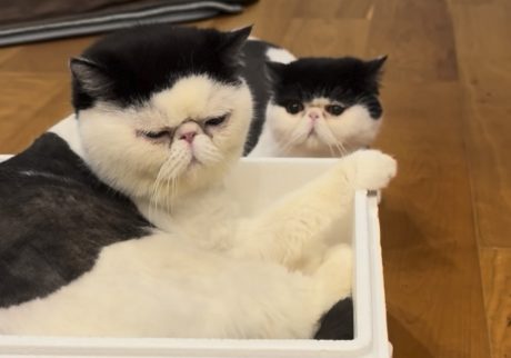 ちろりの狙う特等席。おちょこ エキゾチックショートヘア