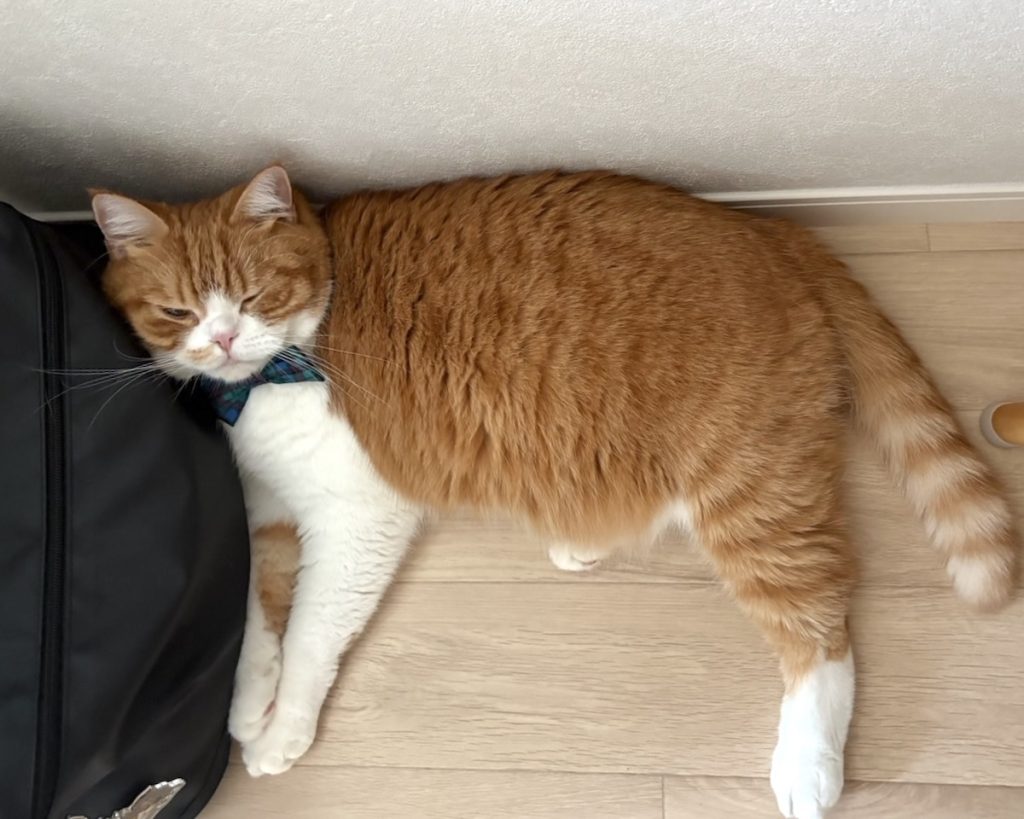 僕のバッグ?ハチワレ とろろ | 僕の首にフィットするし……。 僕のバッグ?ハチワレ とろろ | 僕の首にフィットするし……。