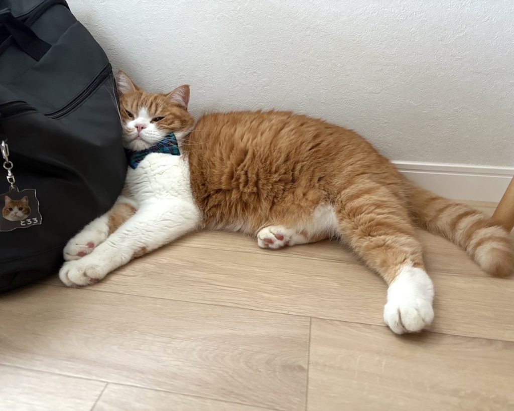 僕のバッグ?ハチワレ とろろ | キーホルダーも付いてるから、僕の物で良いよね!?……zzz 僕のバッグ?ハチワレ とろろ | キーホルダーも付いてるから、僕の物で良いよね!?……zzz