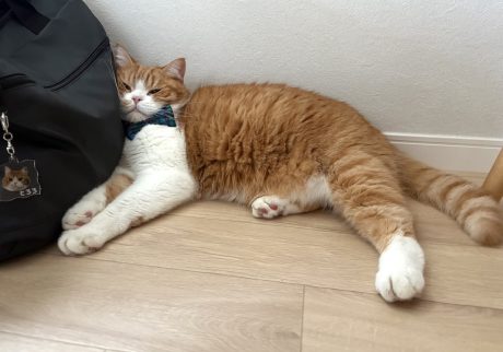 僕のバッグ？ハチワレ とろろ | キーホルダーも付いてるから、僕の物で良いよね！？……zzz