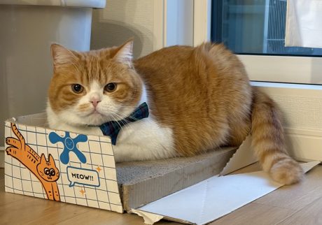 香箱座りでひと休み中。ハチワレ とろろ | リラックス中……。（香箱座り）