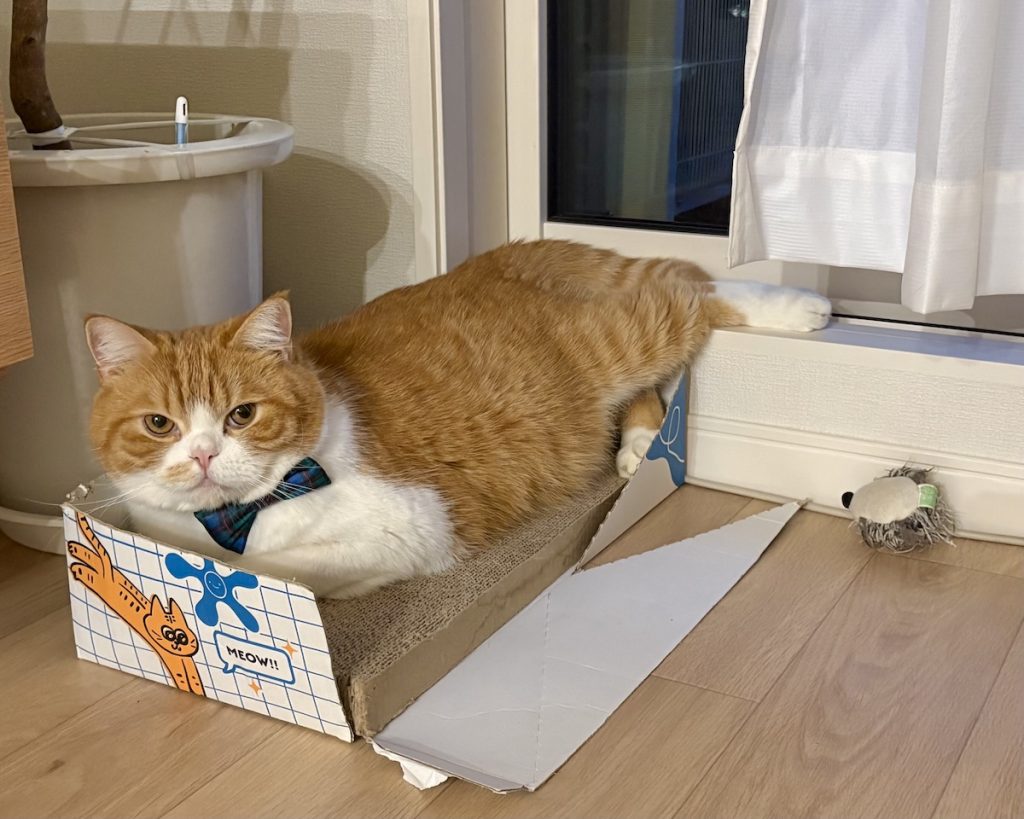 香箱座りでひと休み中。ハチワレ とろろ | 10分後、左足にょきっ！（すまし顔）
飼い主「とろちゃん、足どうしたの？」