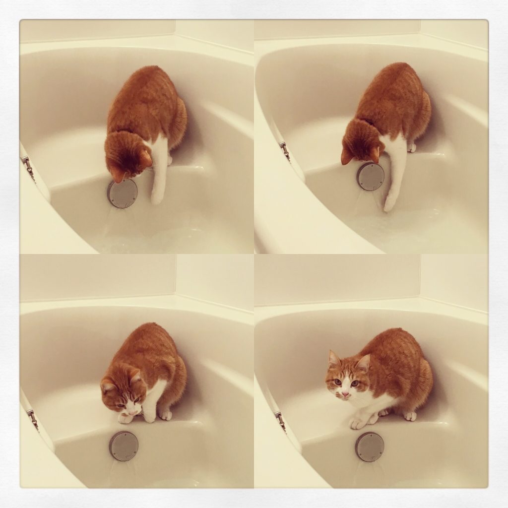小豆を食べるねこ。校正者・牟田都子のねことの暮らし #1 小豆を食べるねこ。校正者・牟田都子のねことの暮らし #1