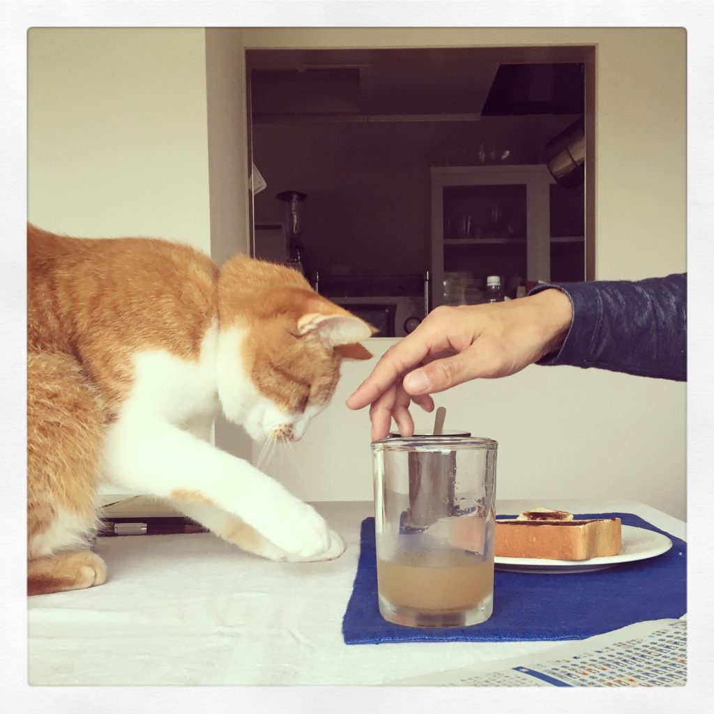 小豆を食べるねこ。校正者・牟田都子のねことの暮らし #1 小豆を食べるねこ。校正者・牟田都子のねことの暮らし #1
