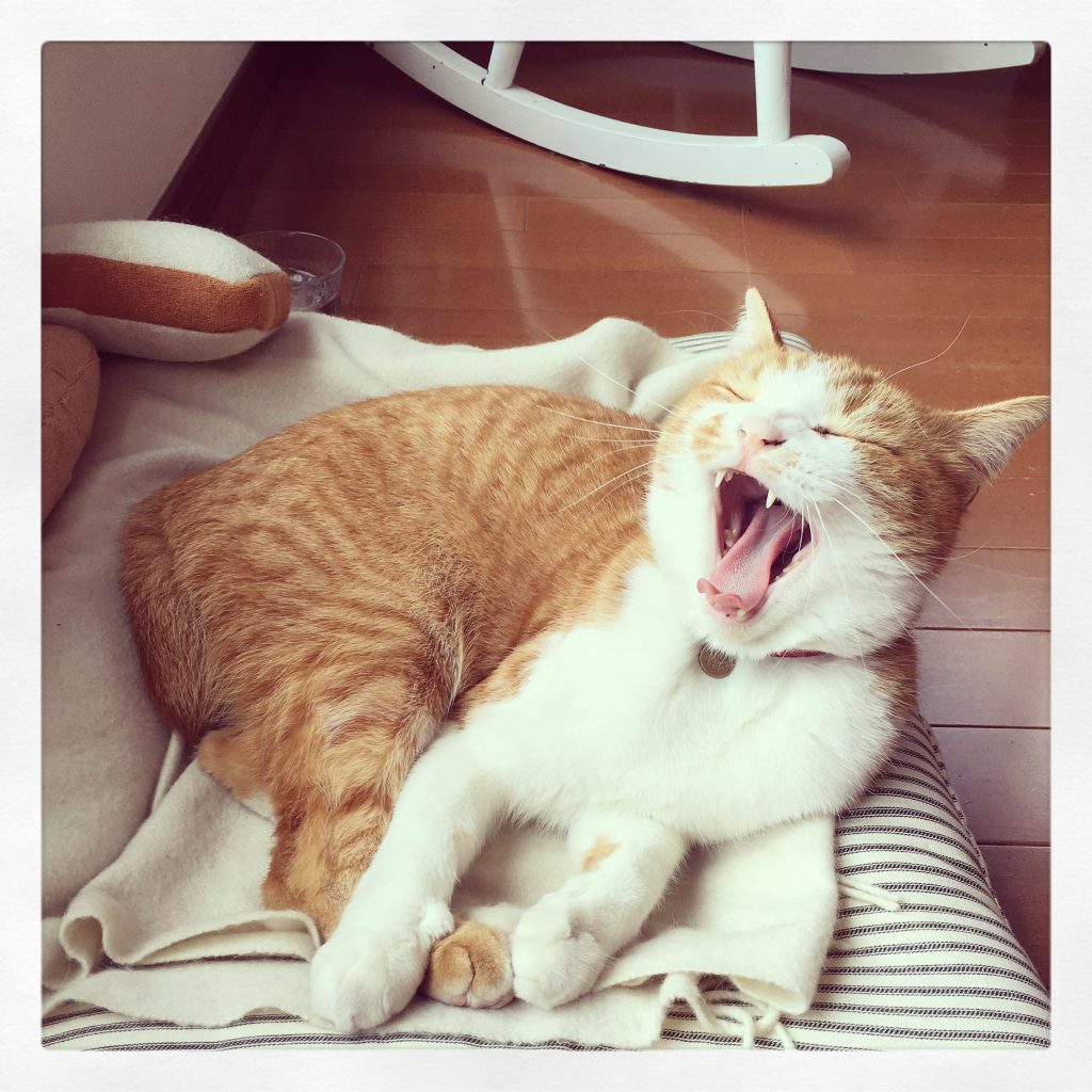 小豆を食べるねこ。校正者・牟田都子のねことの暮らし #1 小豆を食べるねこ。校正者・牟田都子のねことの暮らし #1