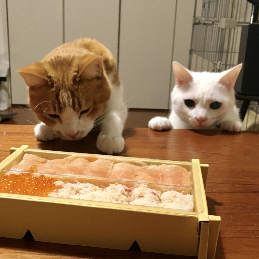 思いがけない出合いをもたらしてくれる3匹のねこ。校正者・牟田都子のねことの暮らし #2 | 3匹のねこと暮らしている。左はみたらし、右はユキチ。