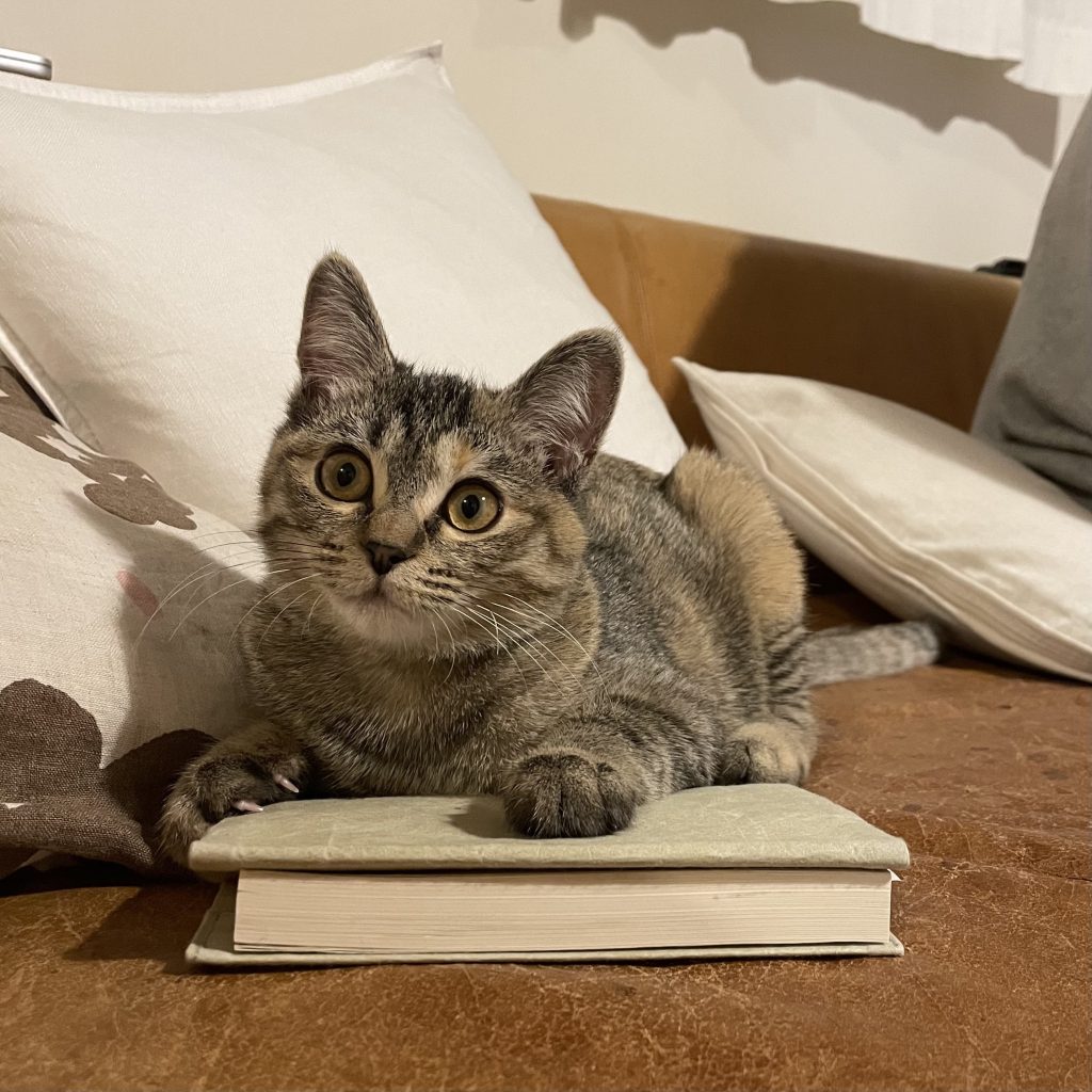 思いがけない出合いをもたらしてくれる3匹のねこ。校正者・牟田都子のねことの暮らし #2 | 末っ子の文（ぶん）。