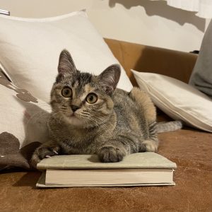 思いがけない出合いをもたらしてくれる3匹のねこ。校正者・牟田都子のねことの暮らし #2 | 末っ子の文（ぶん）。