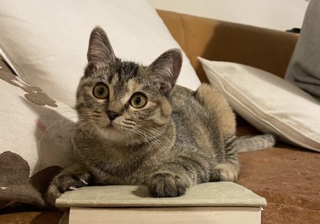 思いがけない出合いをもたらしてくれる3匹のねこ。校正者・牟田都子のねことの暮らし #2 | 末っ子の文（ぶん）。
