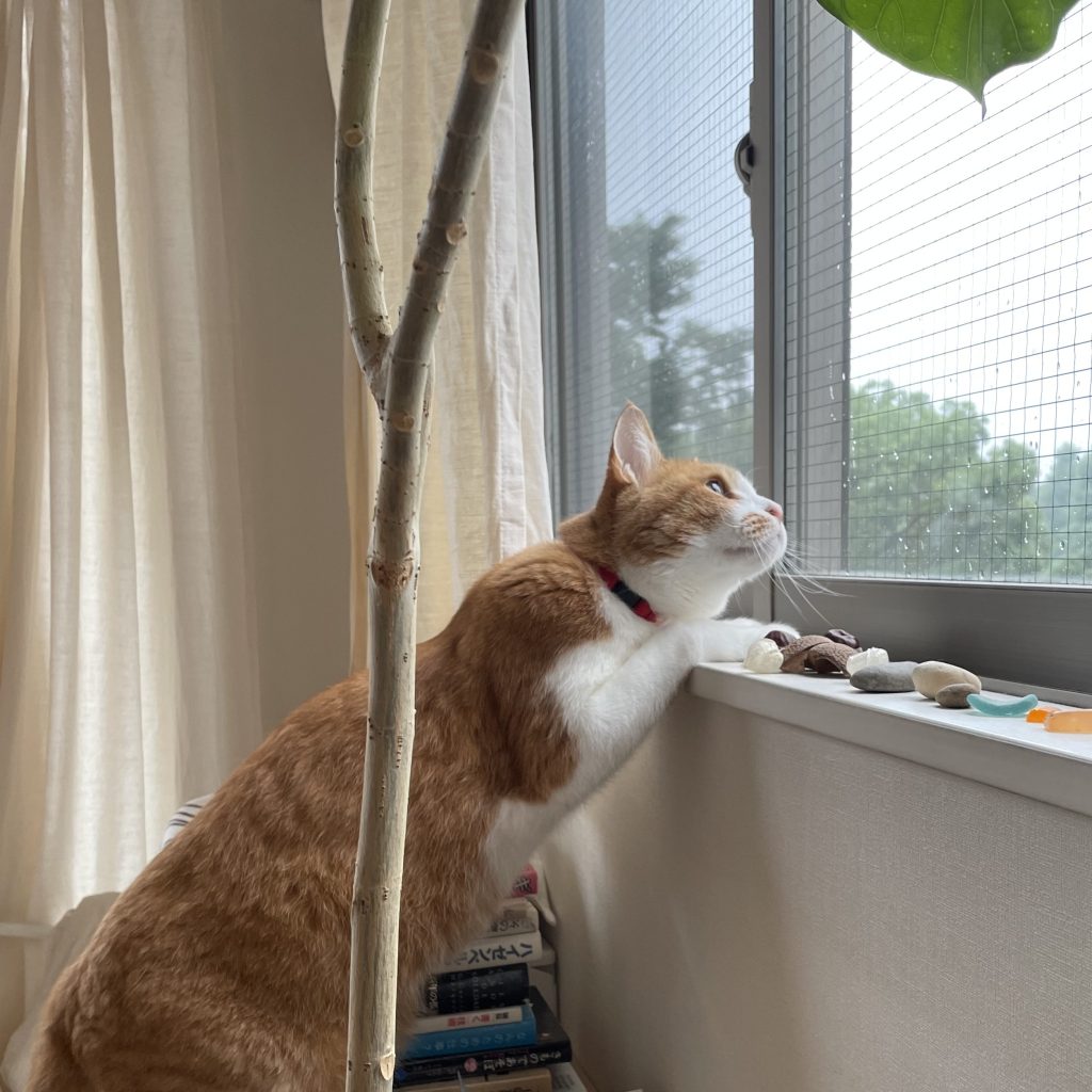 思いがけない出合いをもたらしてくれる3匹のねこ。校正者・牟田都子のねことの暮らし #2