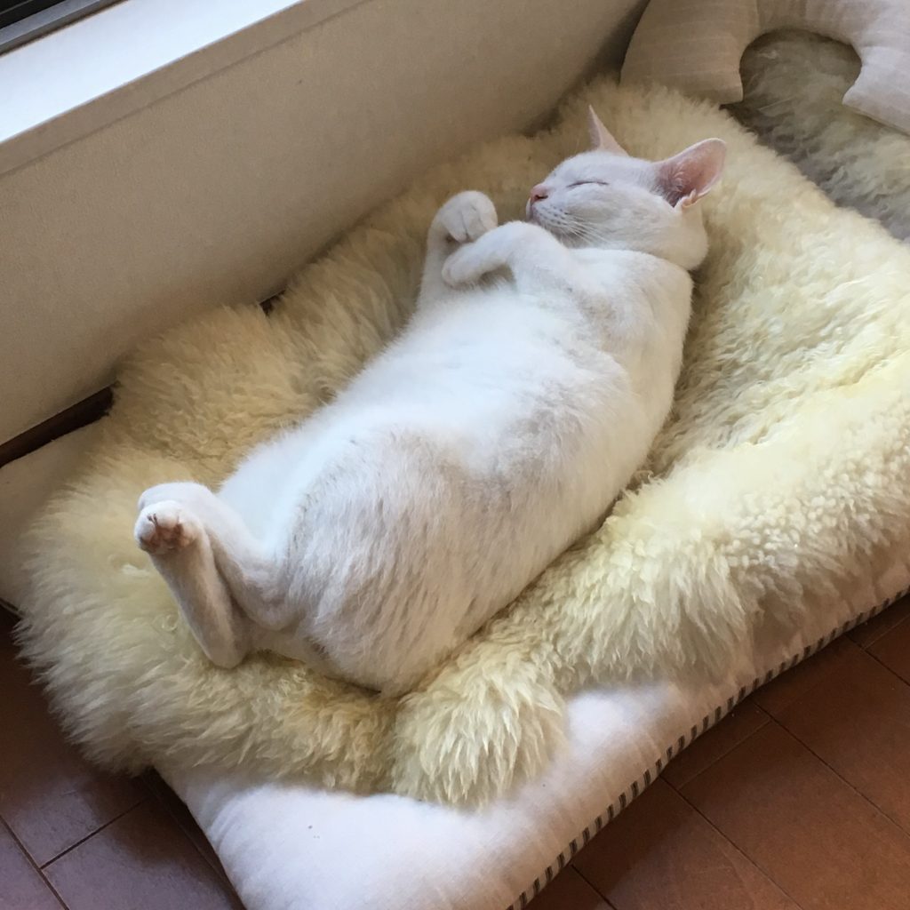 思いがけない出合いをもたらしてくれる3匹のねこ。校正者・牟田都子のねことの暮らし #2