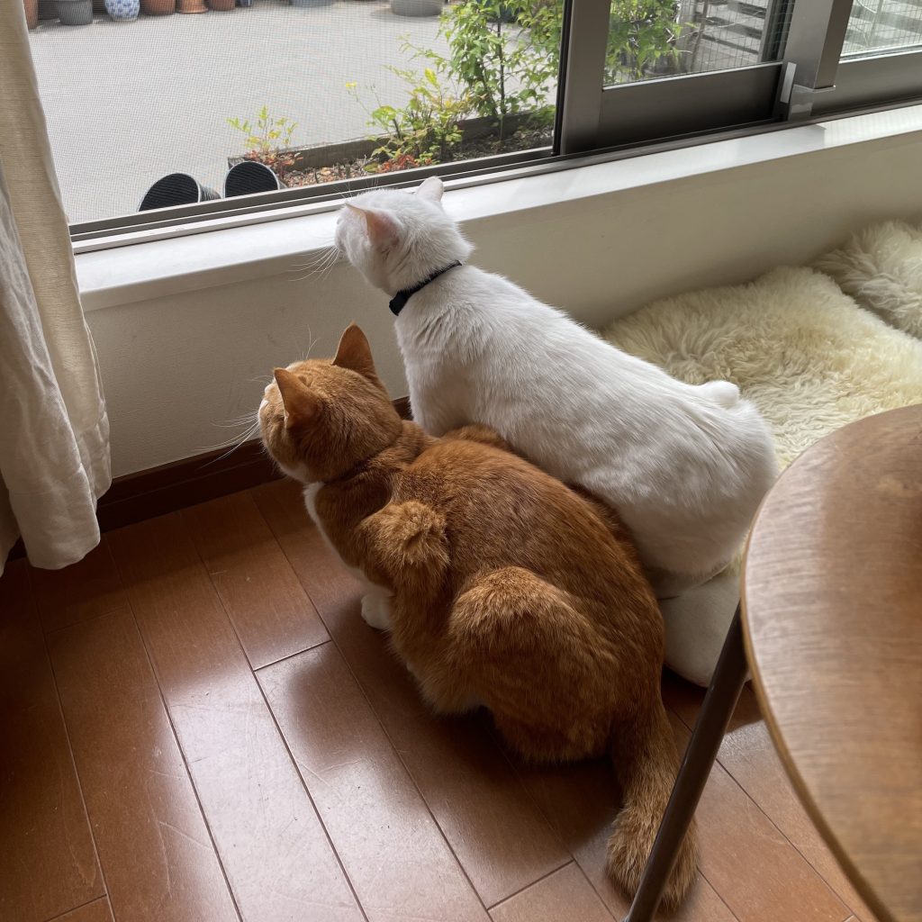 思いがけない出合いをもたらしてくれる3匹のねこ。校正者・牟田都子のねことの暮らし #2