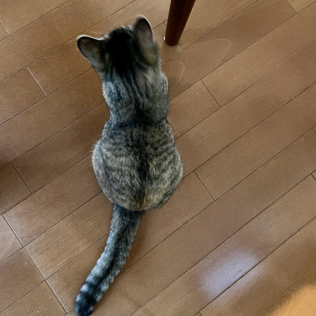 「しっぽ語」を学ぶ必要ある？ 校正者・牟田都子のねことの暮らし #3 | 文の長いしっぽ。