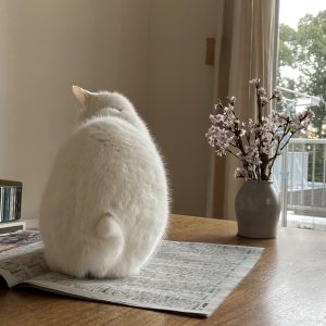 「しっぽ語」を学ぶ必要ある？ 校正者・牟田都子のねことの暮らし #3 | ユキチの巻きしっぽ。