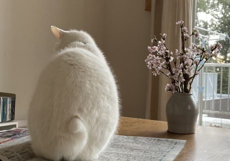 「しっぽ語」を学ぶ必要ある？ 校正者・牟田都子のねことの暮らし #3 | ユキチの巻きしっぽ。
