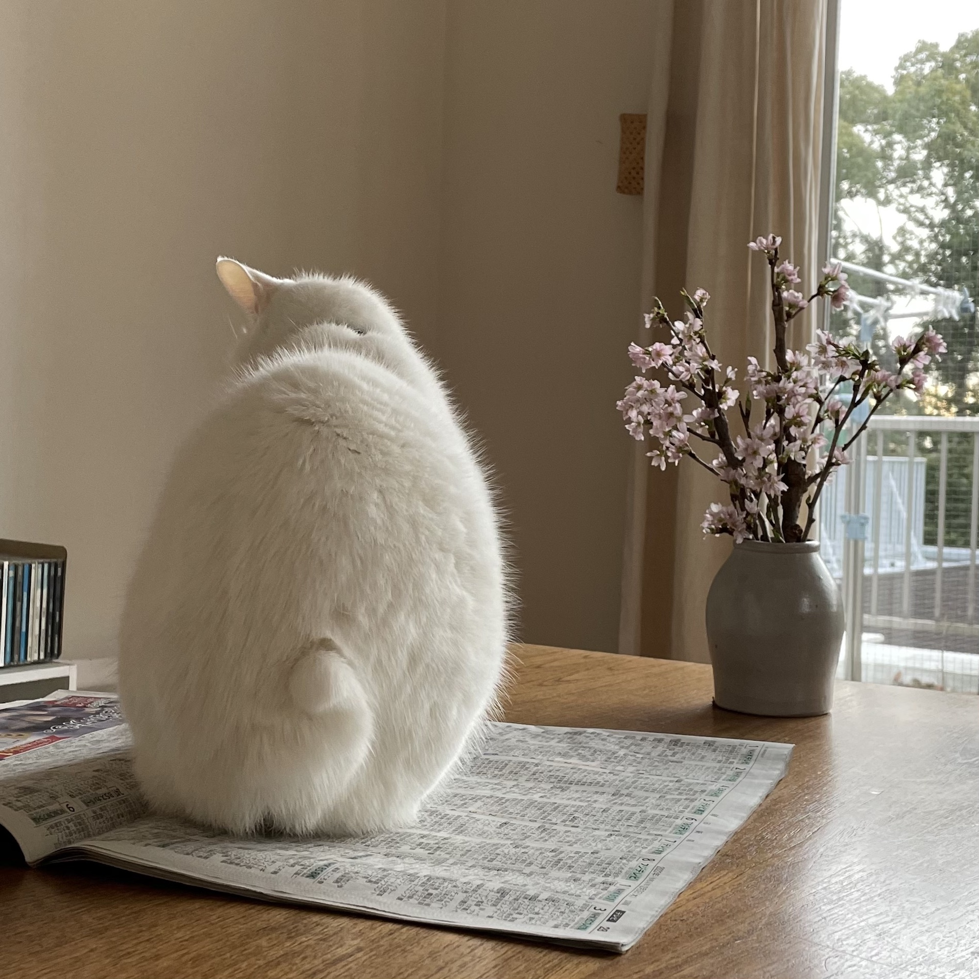 「しっぽ語」を学ぶ必要ある？ 校正者・牟田都子のねことの暮らし #3