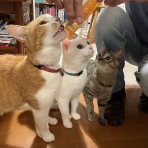うれしかったことしか、覚えていない。校正者・牟田都子のねことの暮らし #4 | 左から、みたらし、ユキチ、文（ぶん）。