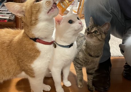 うれしかったことしか、覚えていない。校正者・牟田都子のねことの暮らし #4 | 左から、みたらし、ユキチ、文（ぶん）。