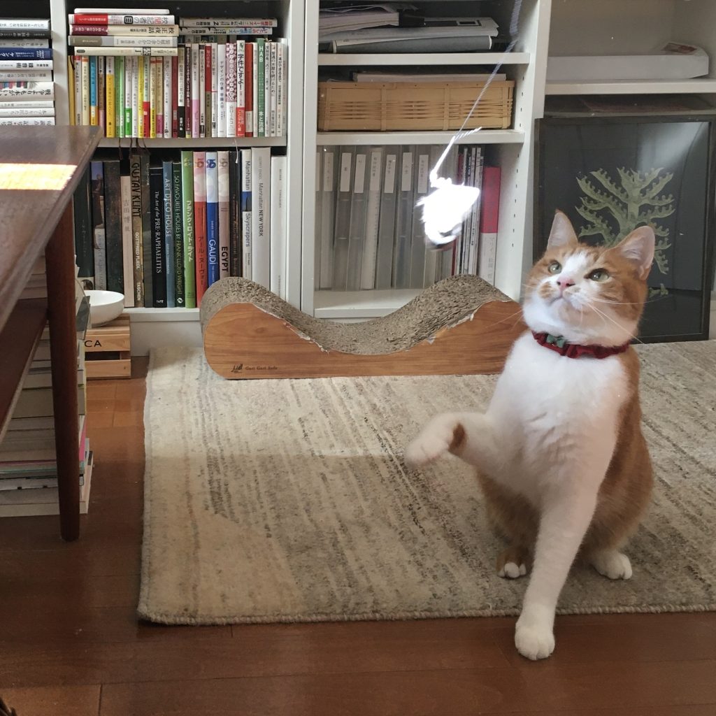 うれしかったことしか、覚えていない。校正者・牟田都子のねことの暮らし #4 | みたらし。