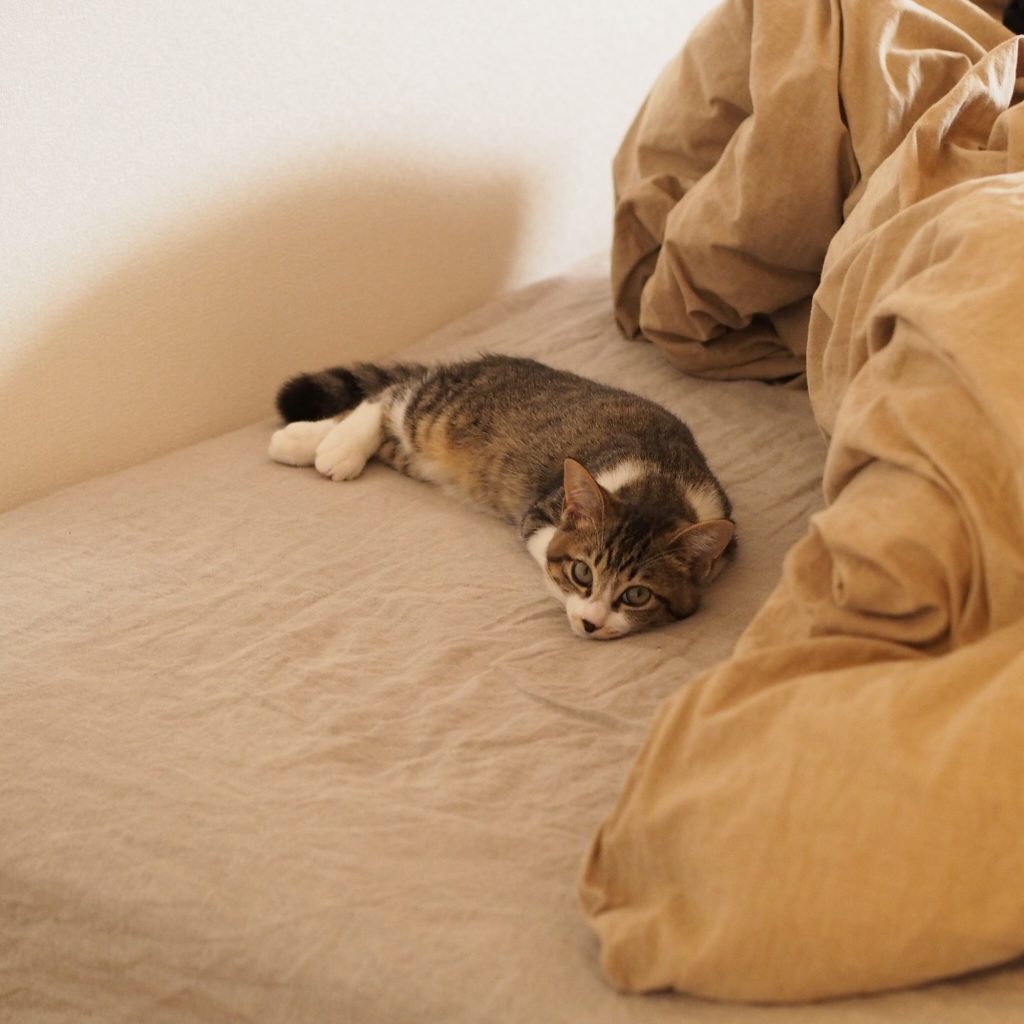 緊張感が溢れていたこねこ時代。 ビューティライター・AYANAのねこ