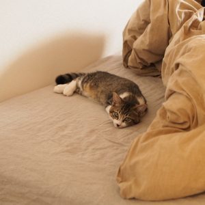 緊張感が溢れていたこねこ時代。 ビューティライター・AYANAのねこ