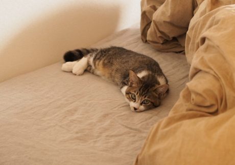 緊張感が溢れていたこねこ時代。 ビューティライター・AYANAのねこ