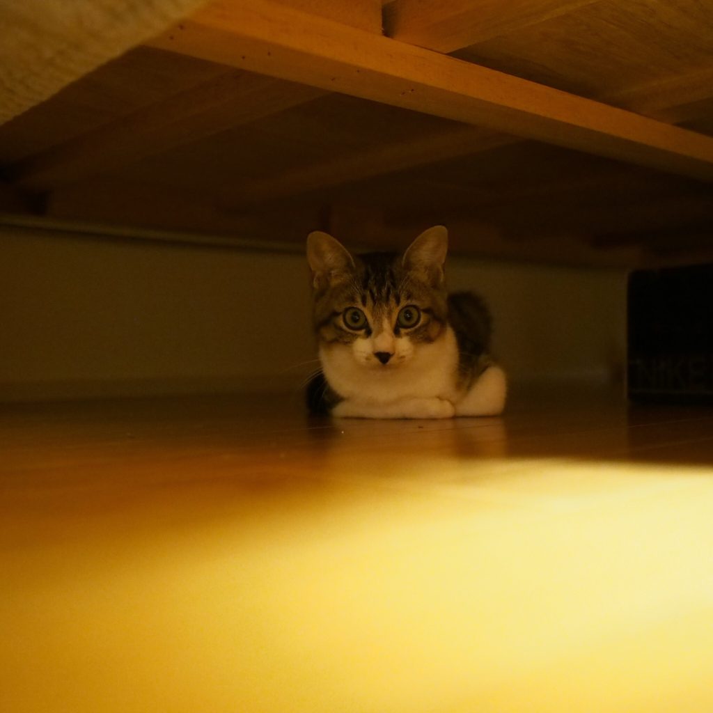 緊張感が溢れていたこねこ時代。 ビューティライター・AYANAのねこ