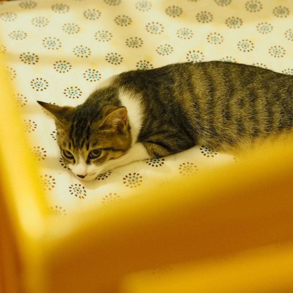 緊張感が溢れていたこねこ時代。ビューティライター・AYANAのねこ